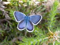 Male_silver_studded_blue_wsx