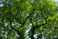Architecture of Trees