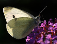 whiteonbuddlia