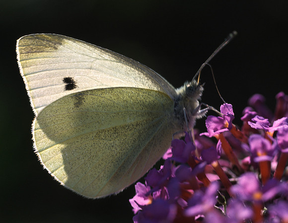 whiteonbuddlia