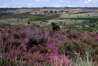 lowlandheathland6