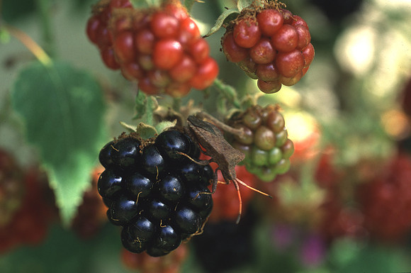 blackberry