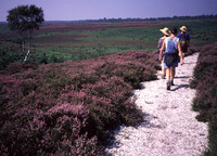 lowlandheathland3