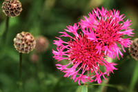Portrait of Plants