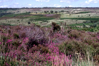 lowlandheathland6