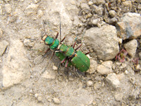 Green_tiger_beetle_wsx