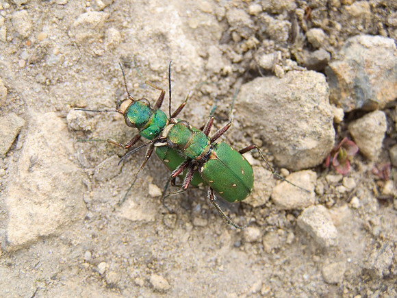Green_tiger_beetle_wsx